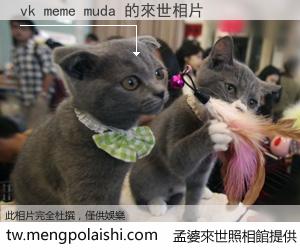 vk meme muda 來世的未來相片