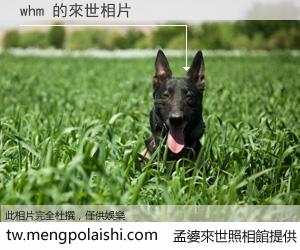 whm 來世的未來相片