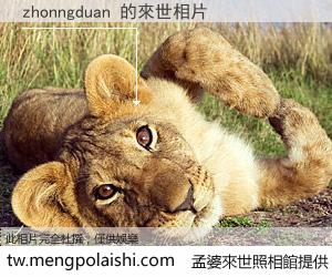 zhonngduan 來世的未來相片