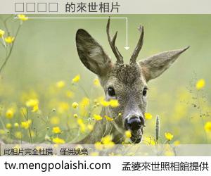 일자배꼽 來世的未來相片