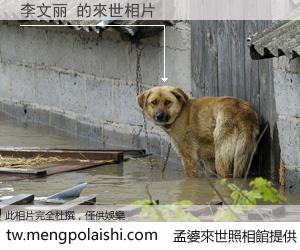 李文丽 來世的未來相片