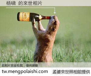 杨啸 來世的未來相片