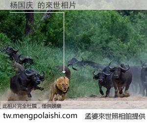 杨国庆 來世的未來相片