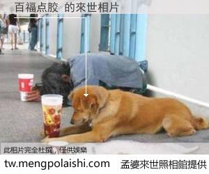 百福点胶 來世的未來相片