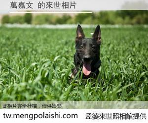 萬嘉文 來世的未來相片