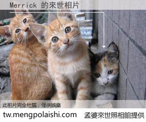 Merrick 來世的未來相片