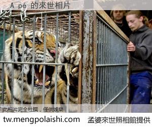 A pé 來世的未來相片