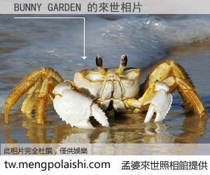 BUNNY GARDEN 來世的未來相片