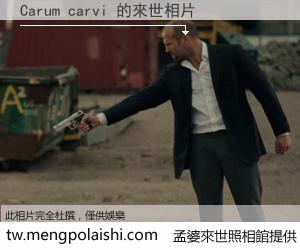 Carum carvi 來世的未來相片