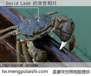 David Ladd 來世的未來相片