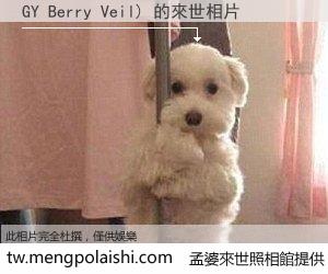 GY Berry Veil) 來世的未來相片