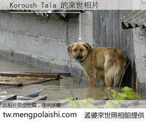 Koroush Tala 來世的未來相片