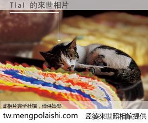 Tlal 來世的未來相片