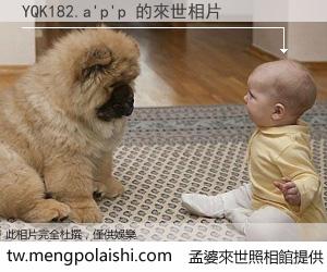 YQK182.a'p'p 來世的未來相片