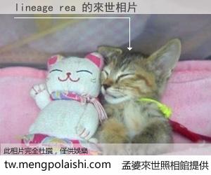 lineage rea 來世的未來相片