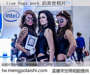 live hogs pork 來世的未來相片