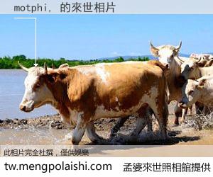 motphi, 來世的未來相片