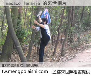 macaco laranja 來世的未來相片