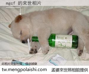 mgcf 來世的未來相片