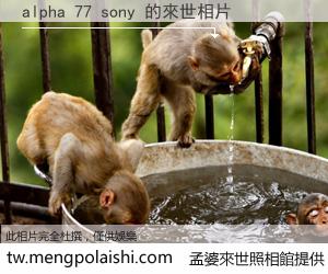 alpha 77 sony 來世的未來相片