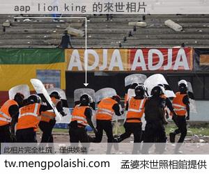 aap lion king 來世的未來相片