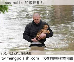 aca melia 來世的未來相片