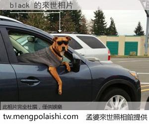 black 來世的未來相片