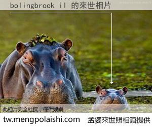 bolingbrook il 來世的未來相片