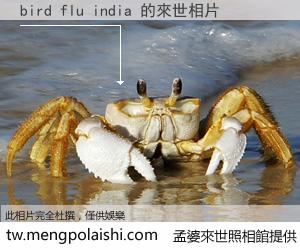 bird flu india 來世的未來相片