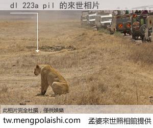 dl 223a pil 來世的未來相片