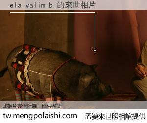 ela valim b 來世的未來相片