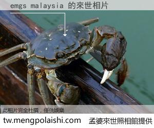 emgs malaysia 來世的未來相片
