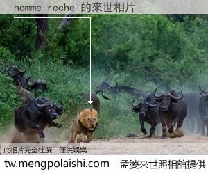 homme reche 來世的未來相片