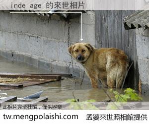 inde age 來世的未來相片