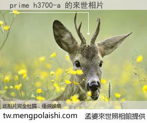 prime h3700-a 來世的未來相片