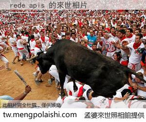 rede apis 來世的未來相片