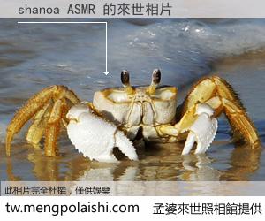 shanoa ASMR 來世的未來相片