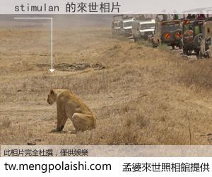 stimulan 來世的未來相片