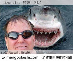 the pine 來世的未來相片