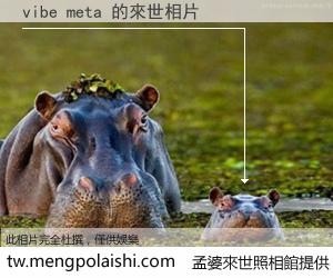 vibe meta 來世的未來相片