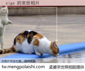 zigs 來世的未來相片