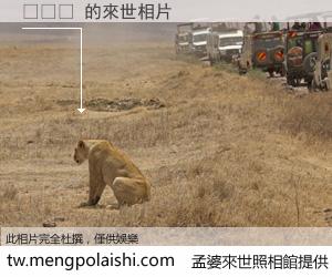 딥쓰롯 來世的未來相片