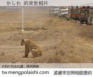 かしわ 來世的未來相片