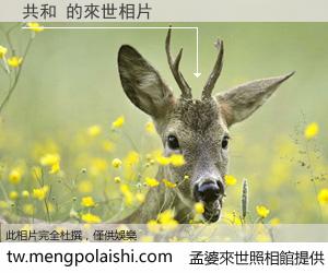 共和 來世的未來相片