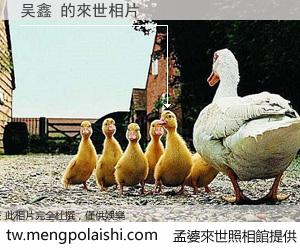 吴鑫 來世的未來相片