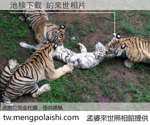 池核下载 來世的未來相片