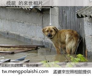 橋龍 來世的未來相片