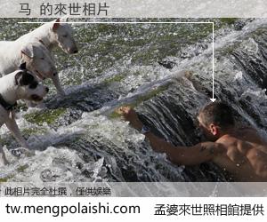 马 來世的未來相片