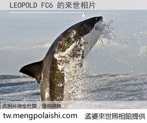 LEOPOLD FC6 來世的未來相片