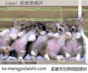 Loyai 來世的未來相片